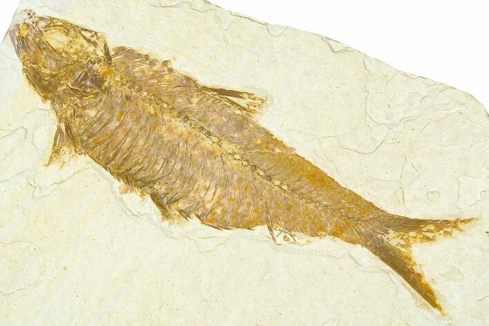 Detailed Fossil Fish (Knightia) - Wyoming #367473
